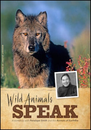 Wild-Animals-Speak-animal-communication-video-Penelope-Smith